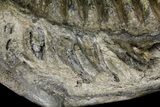 Fossil Stegodon Mandible with Molar - Indonesia #156723-6